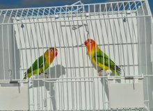 Nyasa Lovebird Pair