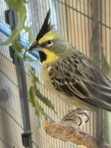 Yellow Cardinal