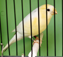 Yellow pied bullfinch males
