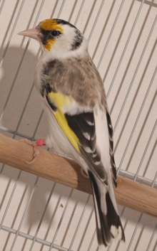 goldfinches.
