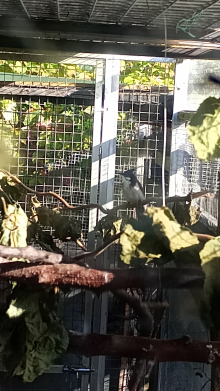 Cock red whiskered bulbul 