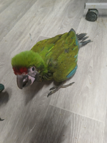 Military Macaws.