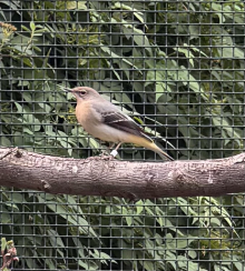 Grey Wagtails