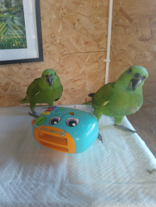 YELLOW NAPED AMAZONS