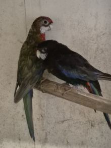 Black rosellas