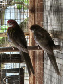 Mutation rosella