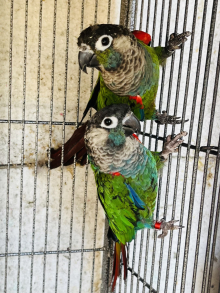 Proven Pearly Conures. 