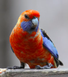 ADELAIDE ROSELLAS