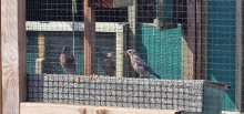 Western Bluebird SWAP