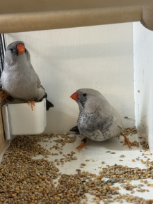 Charcoal zebra finch