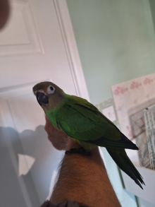 Dusky conure