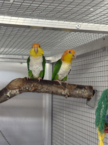 Wanted pair green thighed caique