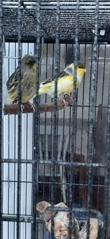 GLOSTER CANARIES