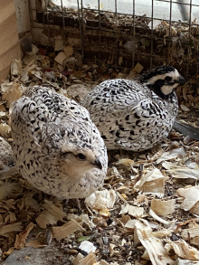 Birds for sale