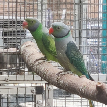 Malabar and Layard Cocks for sale