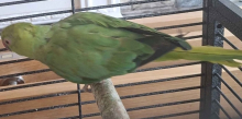 Indian ringneck parrot