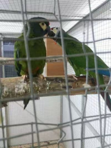 Pair of Illiger’s Macaws (Blue-Winged)