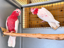 Breeding pair of Lutino Galahs