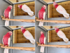 Galah Cockatoo