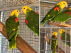 Magna pair 1-