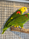 Magna pair 1