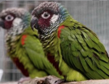 Quilty Pairs of Conures