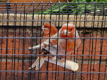 Greywing canary pairs