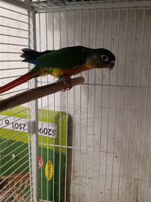 Conures