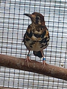 Chestnut backed Thrush 2026 Cock Birds 