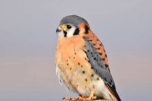Falcons