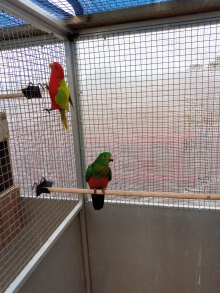 WANTED KING COCK YELLOW ADULT age from 4