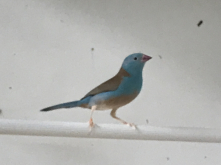 Waxbills