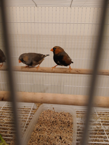 Cors & Stauton Cage & Aviary Sale