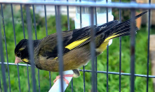 Himalayan greenfinch X Black headed gree