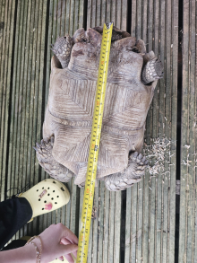 Last few sulcata 30cm-45cm shell size