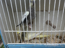Cockateils for sale 