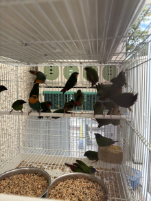 Finches 