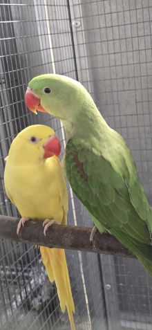 Alexandrine mutations