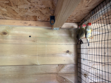 Star Finches - 3 birds