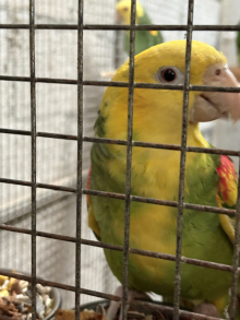 Wanted Hen Double Yellow headed Magna