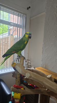 Blue fronted amazon 