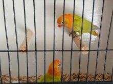 Nyasa & Black cheeked lovebirds