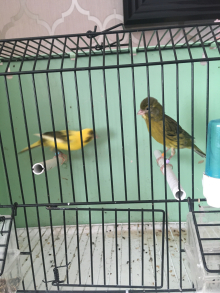 Razas for sale