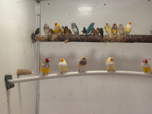 Quality birds