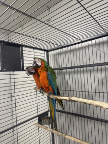 Harlequin Macaws