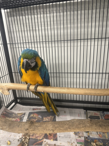 Blue and Gold Macaw male