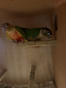 Proven pair of conures