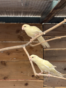 5x young kakarikis 
