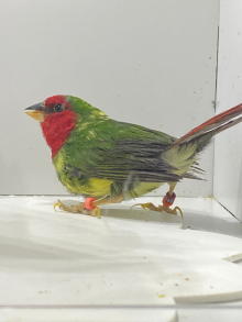 Red pied parrot finch cock 