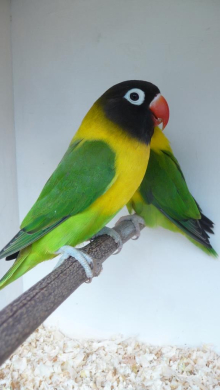 Black masked lovebirds
